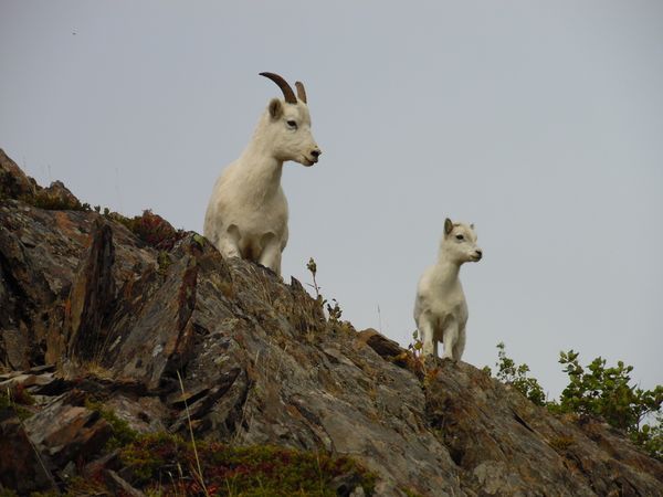 Wildlife