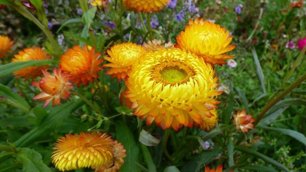 Flowers