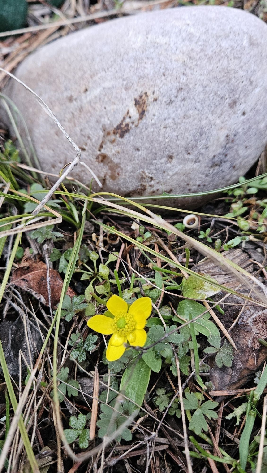 
        <div class='title'>
          SagebrushButtercup
        </div>
       
