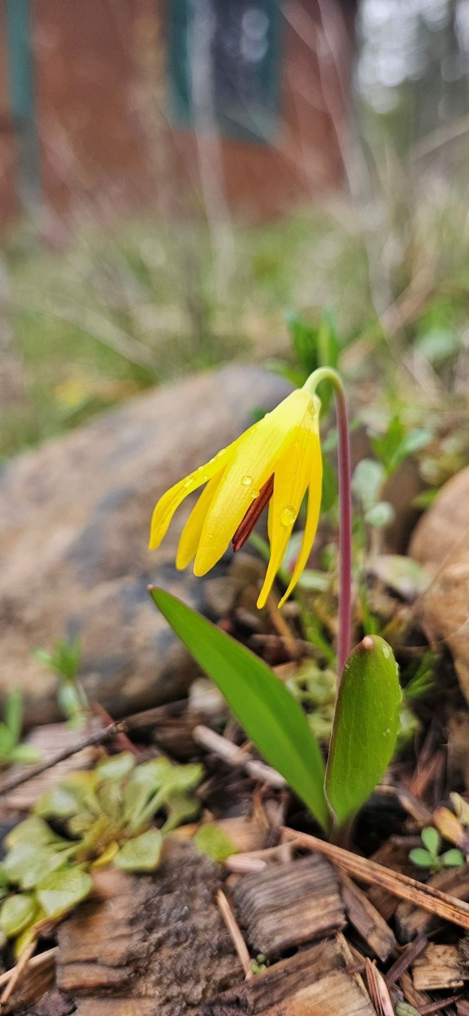 
        <div class='title'>
          AvalancheLily
        </div>
       