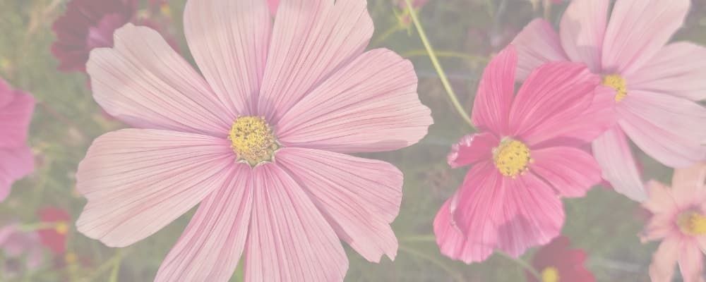 
        <div class='title'>
          PinkCosmos
        </div>
       
        <div class='description'>
          Pink cosmos flowers – Left Brain Creative mixed media botanical art.
        </div>
      