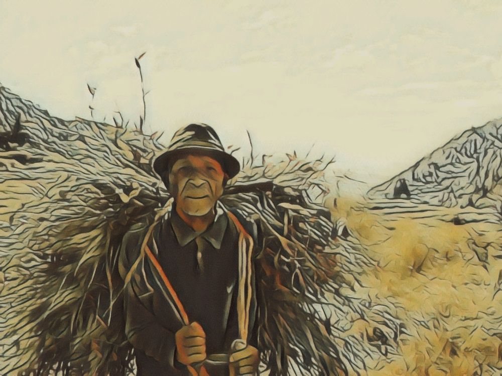 Golden Harvest - Portrait of Resilience in Nature