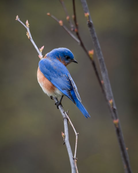 Birds