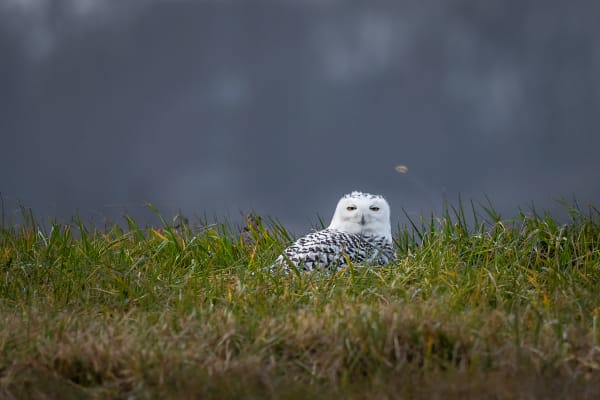 Wildlife