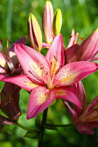 Petals of Passion