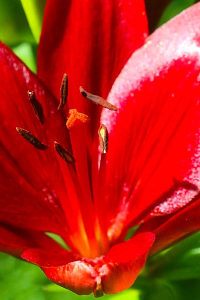 Radiant Bloom