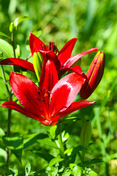 A Dance of Red and Green