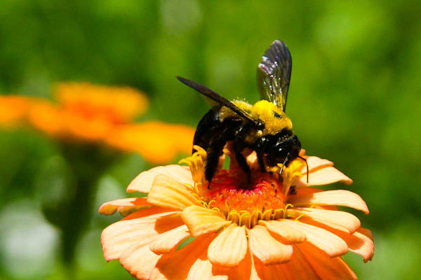 Nature's Dance: A Bee's Embrace