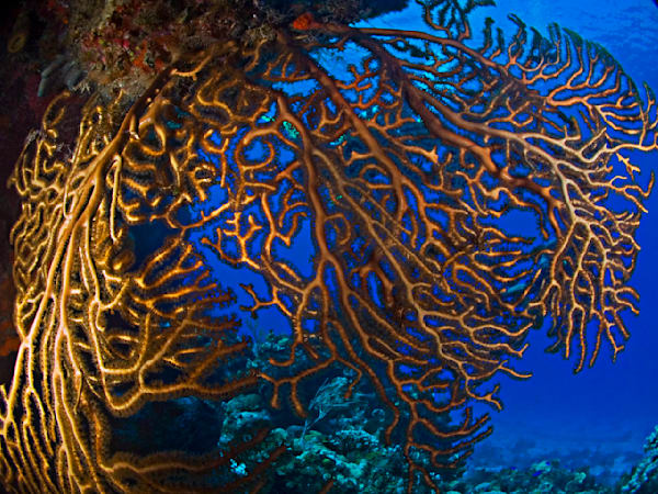 Vivid Underwater Coral Artwork: Nature's Ocean Treasure