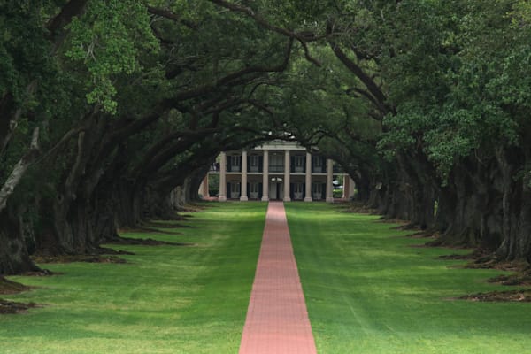 A Stroll Beneath the Canopy