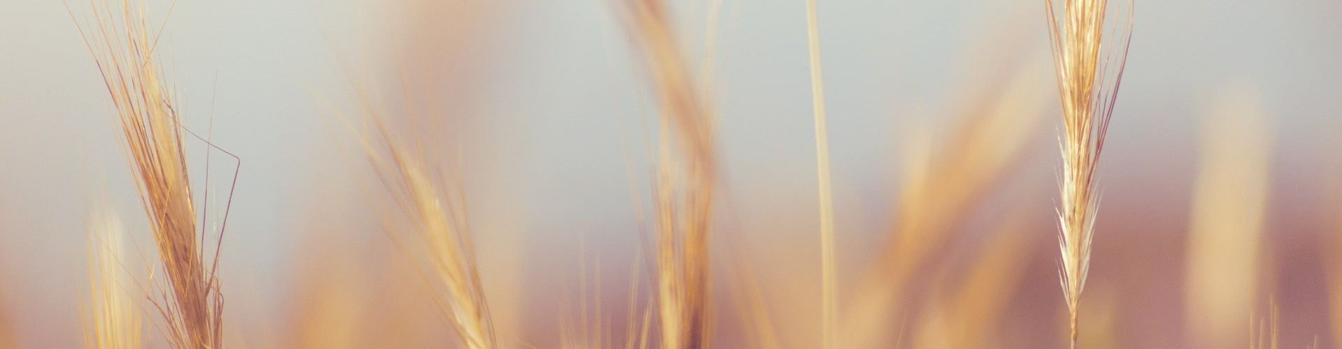 
        <div class='title'>
          SB NOVA 2 ltw6kg
        </div>
       