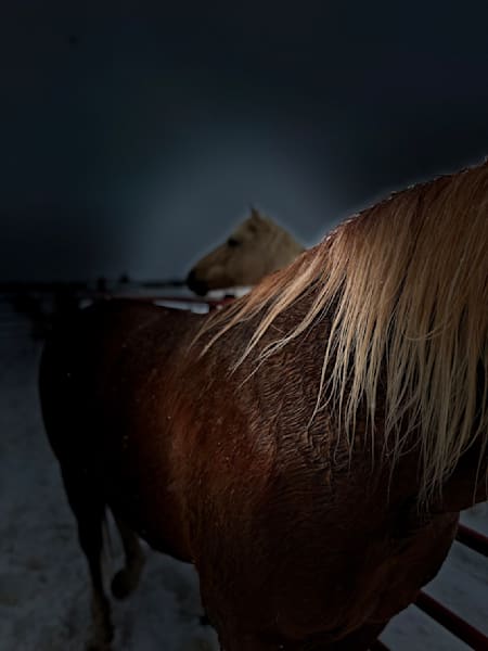 Horse Aura Art | Reflections of Glory
