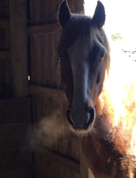Chestnut Horse In Window Art | Reflections of Glory