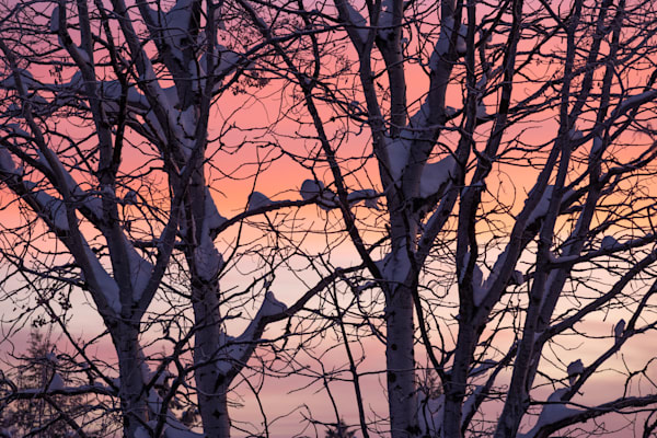 Morning Mosaic Art | Nelson Fine Art Printing