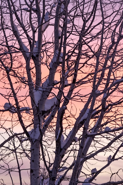 Morning Mews 2 Art | Nelson Fine Art Printing