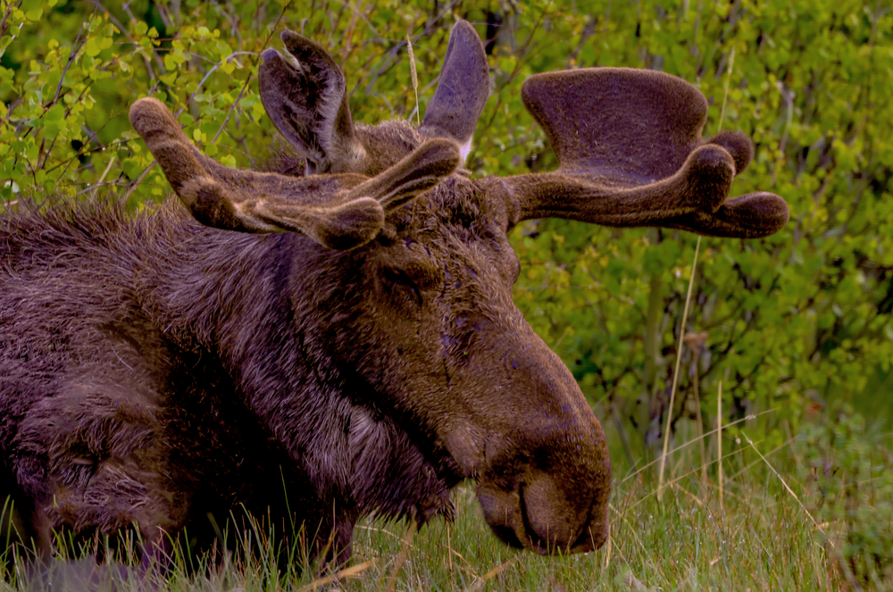 Rmnp 05302026 Bullwinkle Meeses Jhel3443 Photography Art | James H Egbert's Silver Branch Studios
