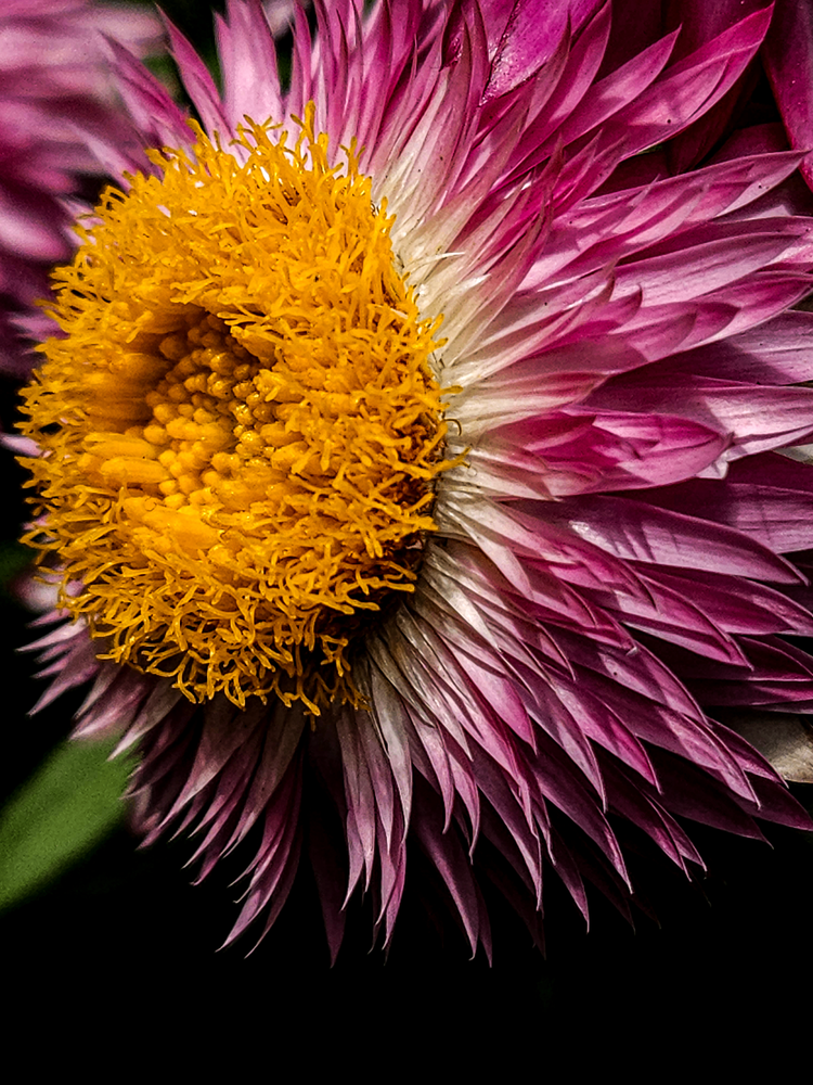 20260523 115127 Photography Art | James H Egbert's Silver Branch Studios