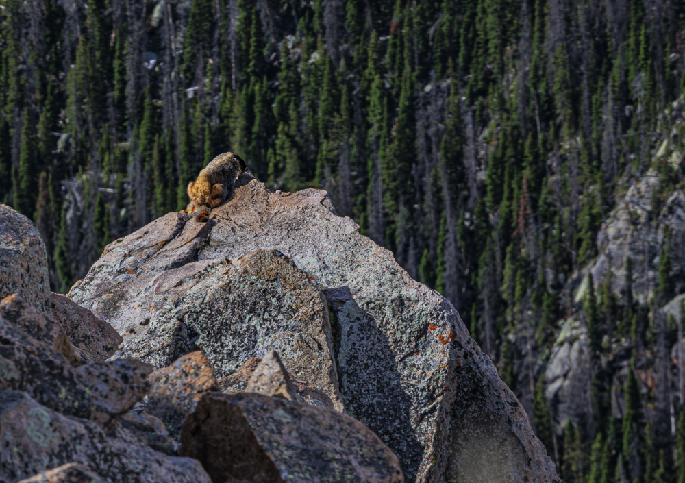 05302026 Marmot Jhec4326 Photography Art | James H Egbert's Silver Branch Studios