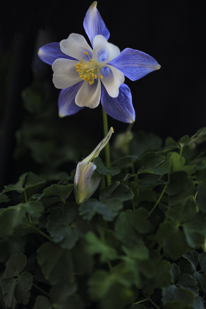 04162026 Columbine Jhel9916 Photography Art | James H Egbert's Silver Branch Studios