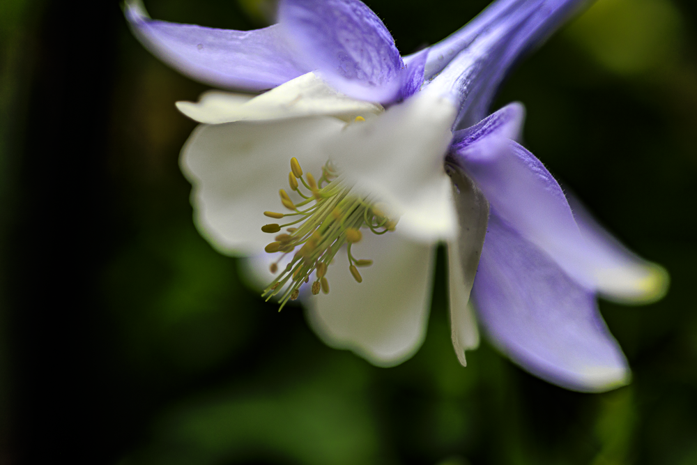 04142026 Columbine Jhel9853 Photography Art | James H Egbert's Silver Branch Studios