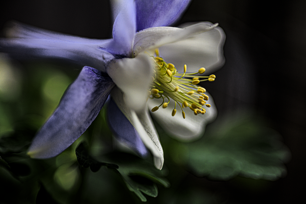 04142026 Columbine Jhel9846 Photography Art | James H Egbert's Silver Branch Studios