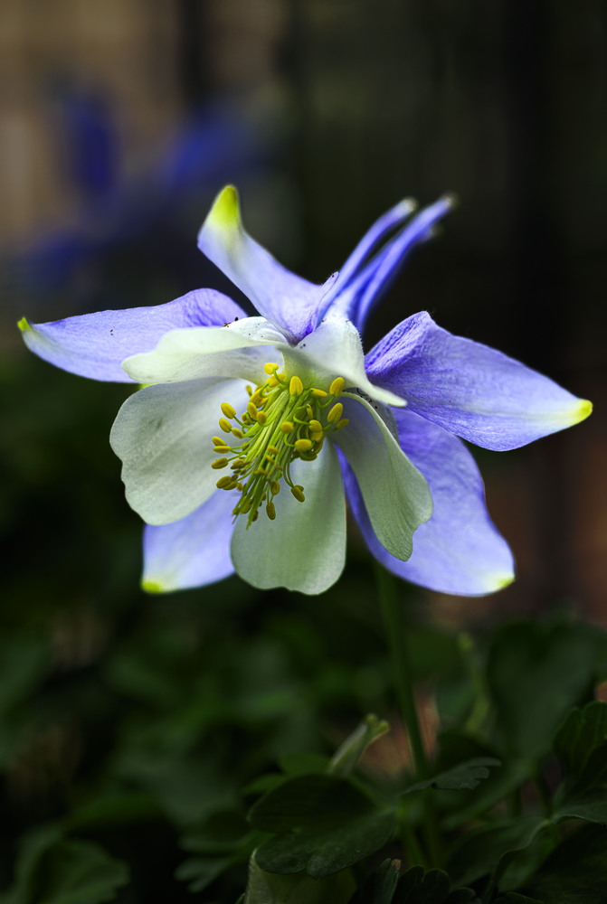 04142026 Columbine Jhel9897 Photography Art | James H Egbert's Silver Branch Studios