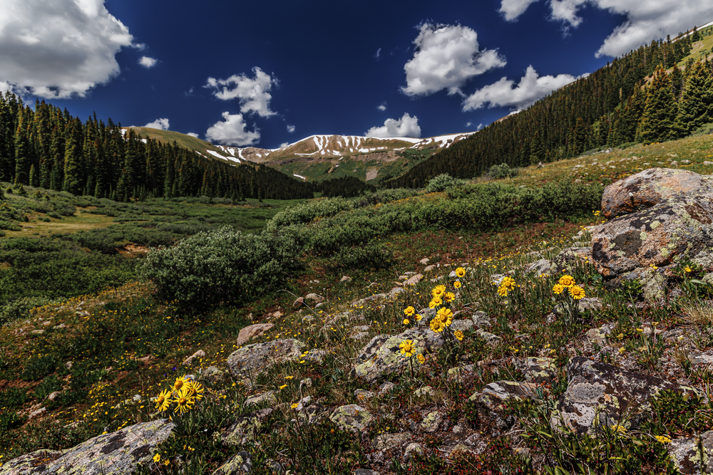 07022025 Wildflowers Hec2107 Photography Art | James H Egbert's Silver Branch Studios