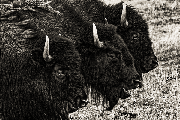 Bison Trio in Monochrome - Black and White Wildlife Photography
