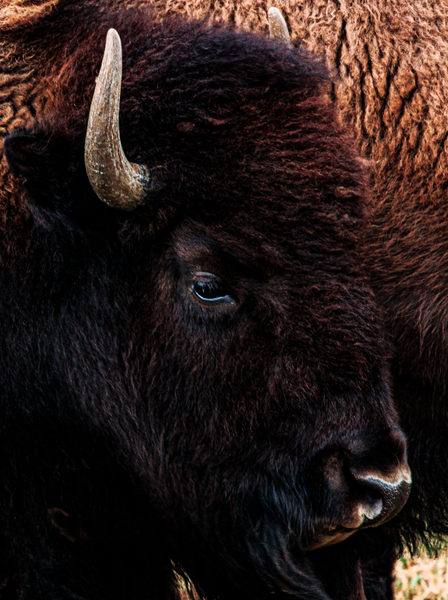 Thunder of the West Photography | Wildlife Fine Art
