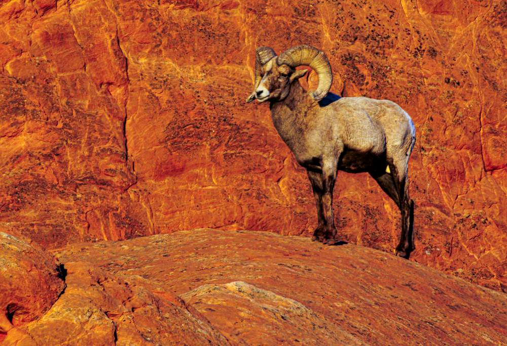 02062025 Gog Bighorn Sheep Jhel5331 Photography Art | James H Egbert's Silver Branch Studios