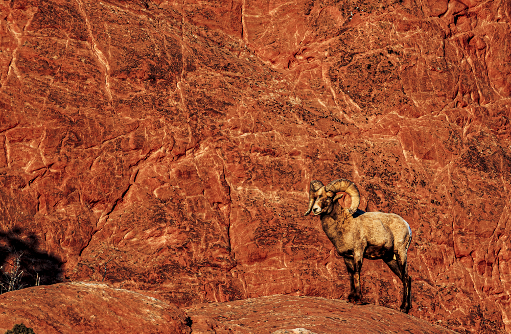 02062025 Gog Bighorn Sheep Jhel5333 Photography Art | James H Egbert's Silver Branch Studios