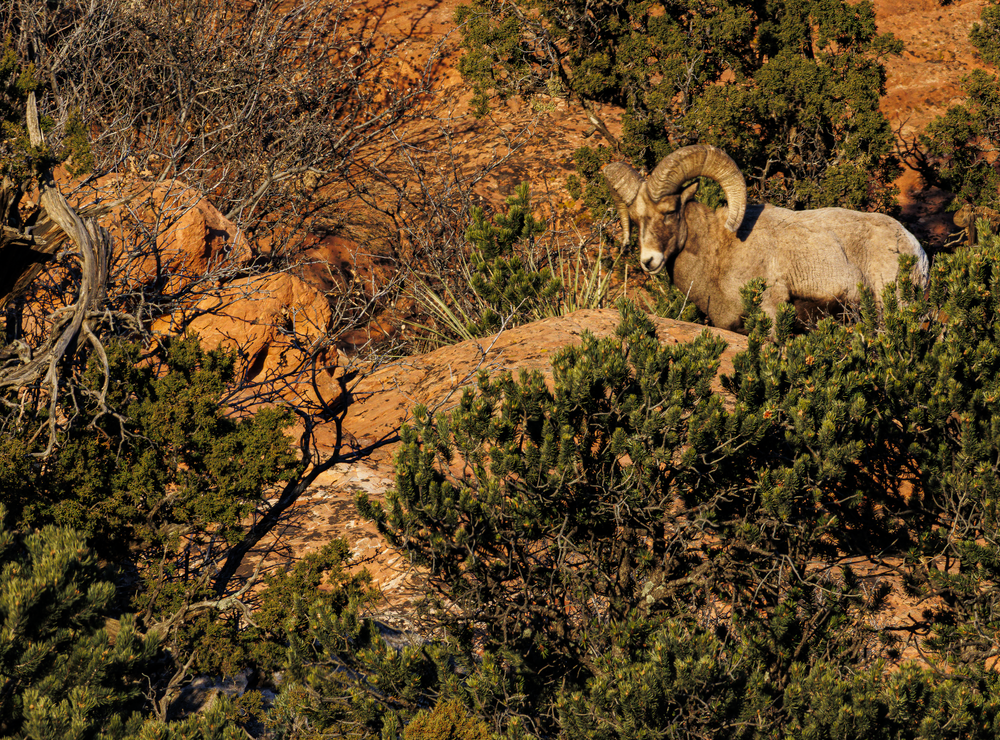 02062025 Gog Bighorn Sheep Jhel5398 Photography Art | James H Egbert's Silver Branch Studios
