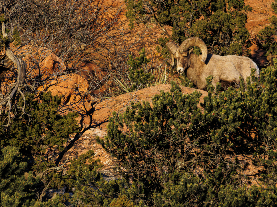02062025 Gog Bighorn Sheep Jhel5398 Photography Art | James H Egbert's Silver Branch Studios
