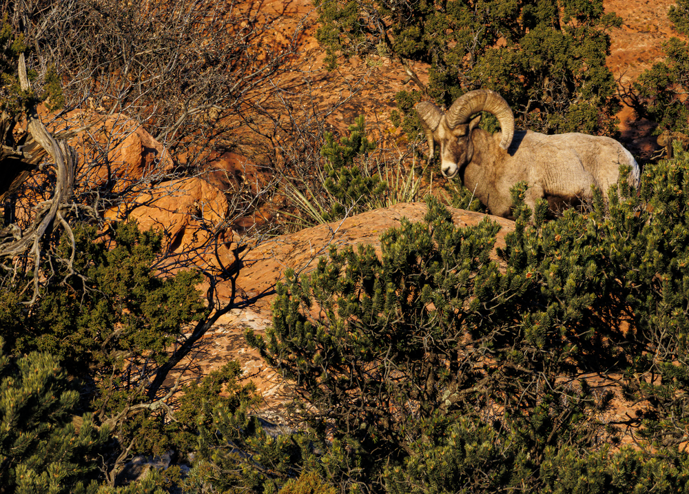 02062025 Gog Bighorn Sheep Jhel5398 Photography Art | James H Egbert's Silver Branch Studios