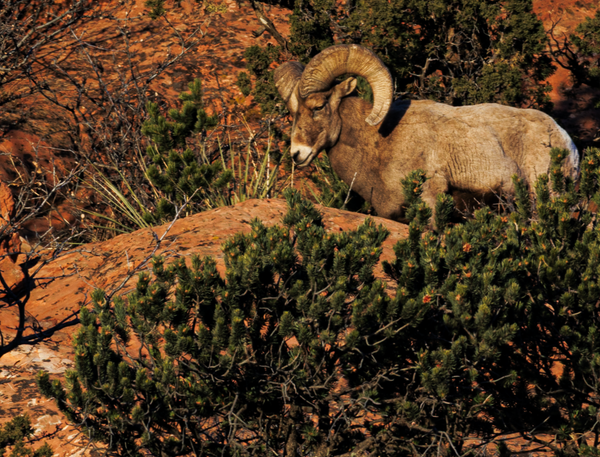 02062025 Gog Bighorn Sheep Jhel5397 Photography Art | James H Egbert's Silver Branch Studios
