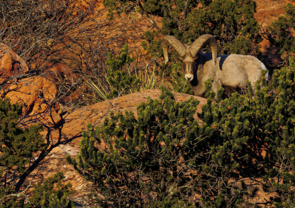 02062025 Gog Bighorn Sheep Jhel5404 Photography Art | James H Egbert's Silver Branch Studios