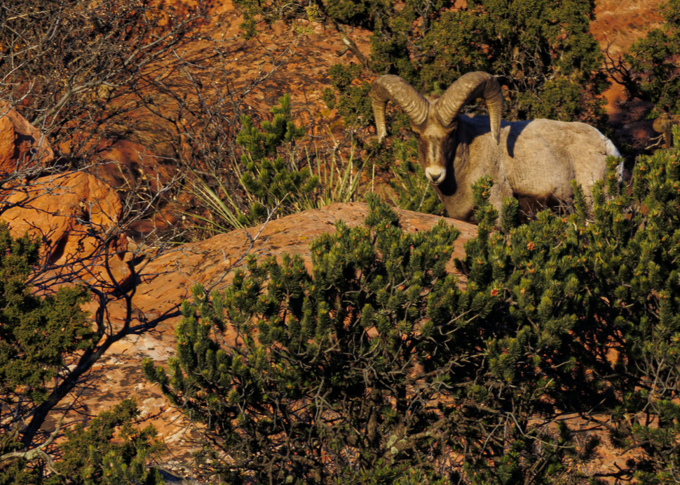 02062025 Gog Bighorn Sheep Jhel5404 Photography Art | James H Egbert's Silver Branch Studios