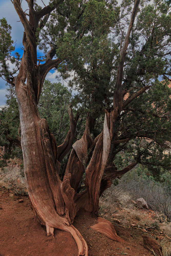 03242026 Gog Gnarly Juniper Jhel7876 Photography Art | James H Egbert's Silver Branch Studios