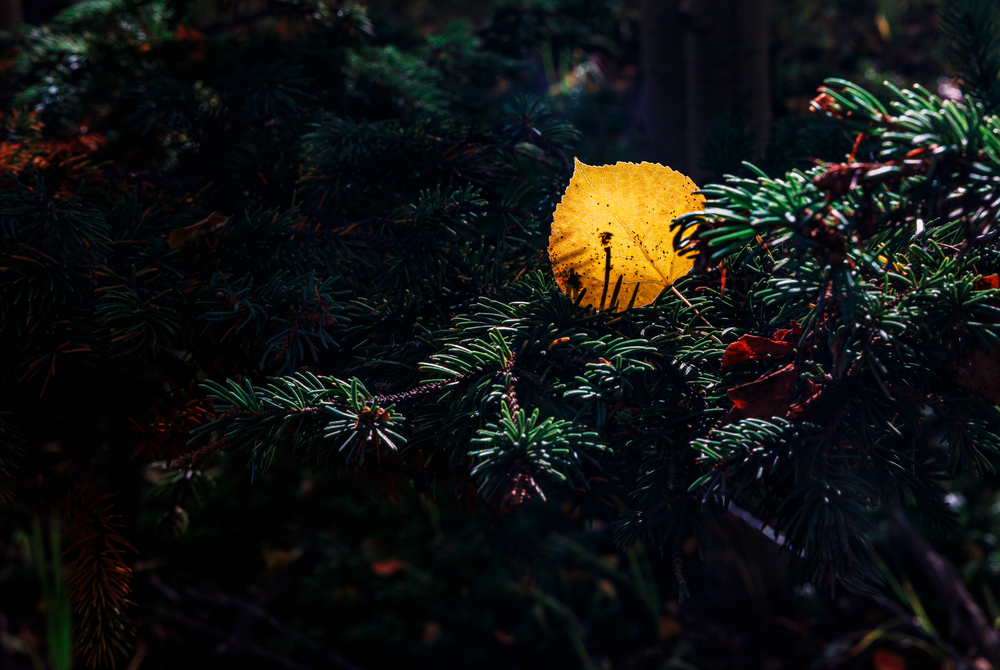 Golden Leaf Among Shadows - Nature Photography