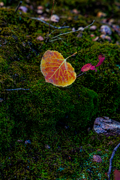 Autumn's Embrace - Vibrant Leaf on Moss Photography
