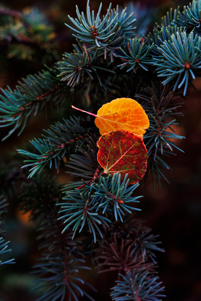Autumn's Embrace - Vibrant Nature Photography