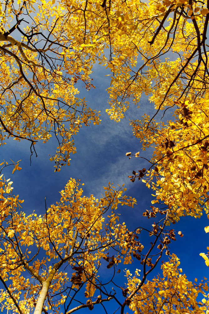 Golden Canopy - Autumn Landscape Photography
