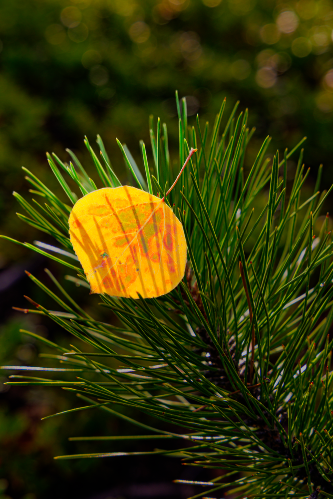 Autumn's Embrace - Vibrant Nature Photography