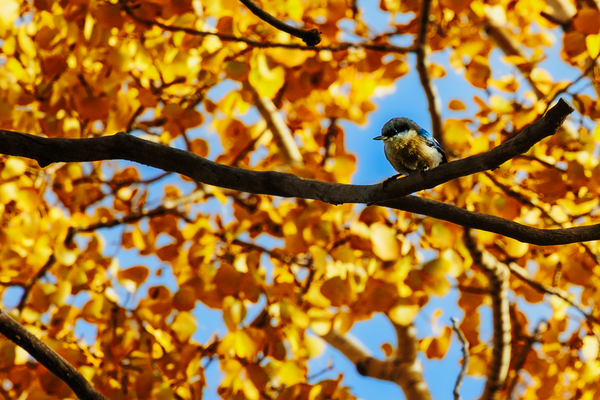 Autumn's Perch - Vibrant Bird Photography