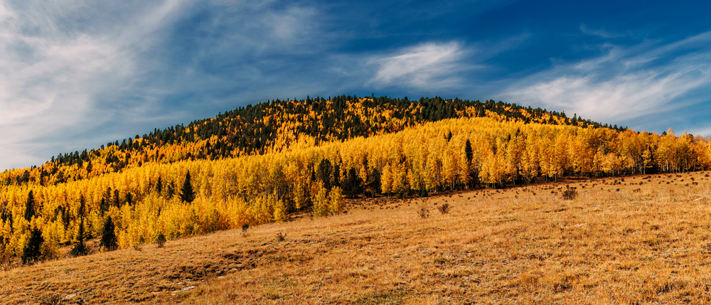 Golden Autumn Embrace - Colorado Landscape Photography