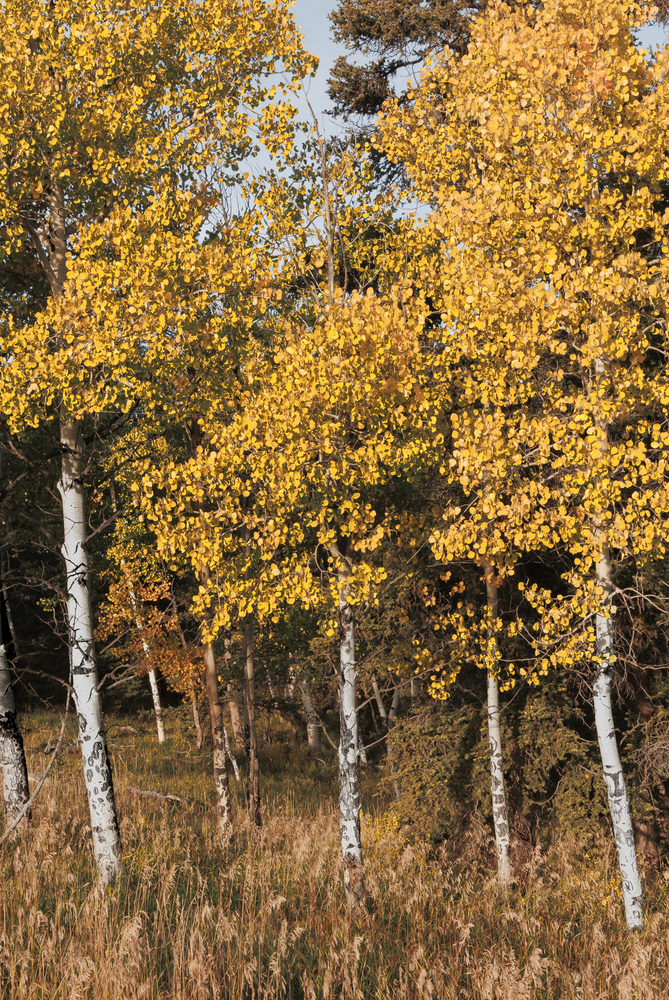 Golden Whisper of Autumn - Vibrant Aspen Photography