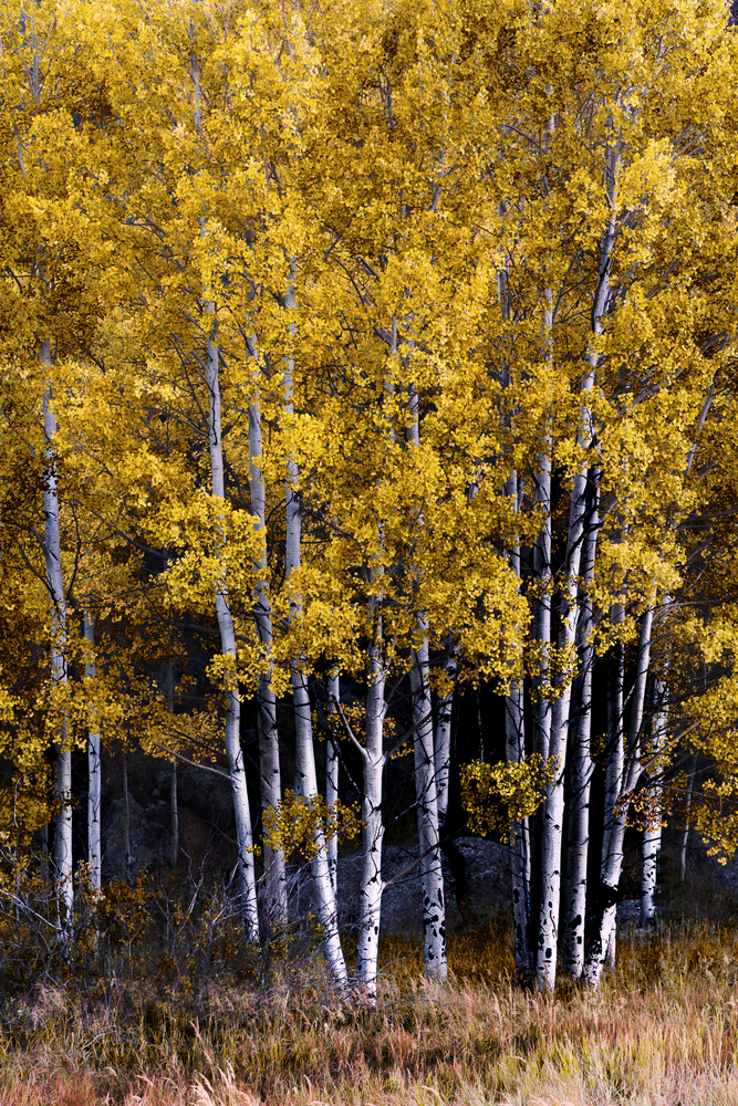 Golden Embrace of Autumn - Vibrant Landscape Photography