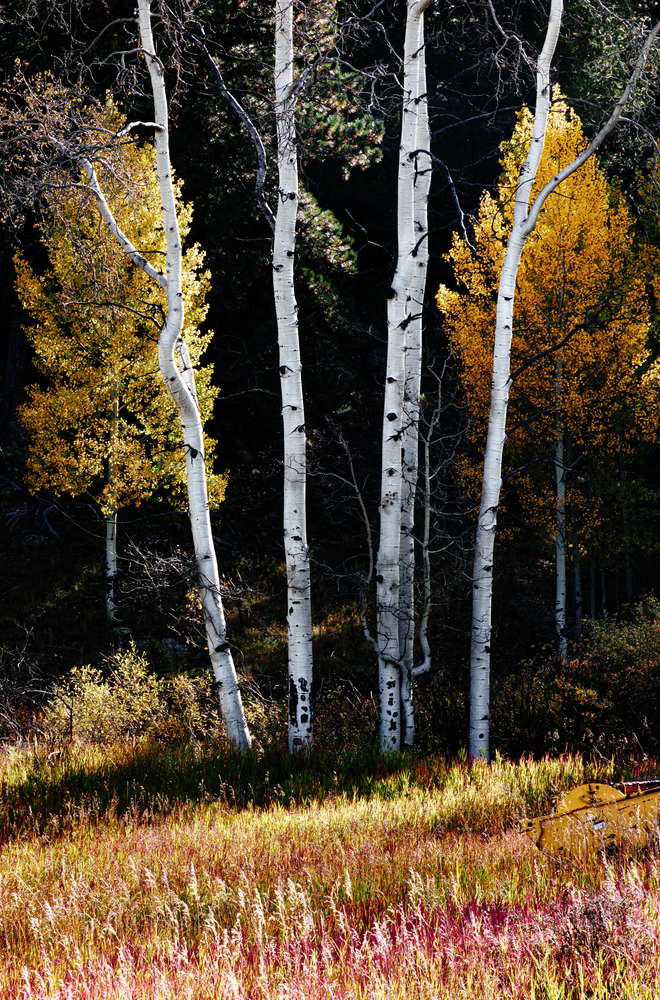 Whispering Autumn - Vibrant Aspen Trees Photography