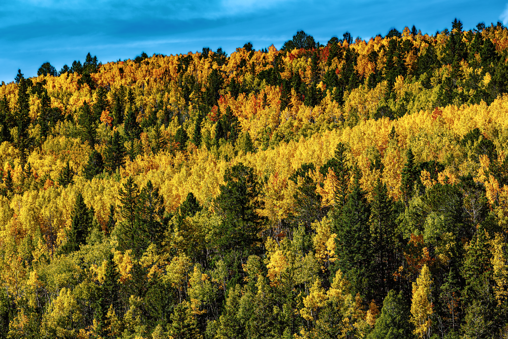 Autumn's Embrace - Vibrant Colorado Forest Photography