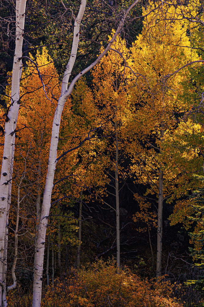 Autumn's Embrace - Vibrant Fall Forest Photography